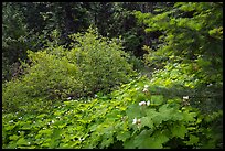 Forestand undergrowth with white flowers. Cascade Siskiyou National Monument, Oregon, USA ( color)