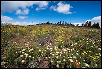 Wildflower carpet on hillside. Cascade Siskiyou National Monument, Oregon, USA ( color)