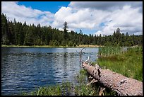 Fallen tree and Little Hyatt Reservoir. Cascade Siskiyou National Monument, Oregon, USA ( color)