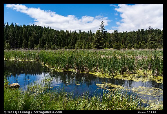 Wetlands near Little Hyatt Reservoir. Cascade Siskiyou National Monument, Oregon, USA (color)