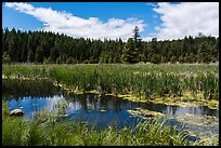 Wetlands near Little Hyatt Reservoir. Cascade Siskiyou National Monument, Oregon, USA ( color)