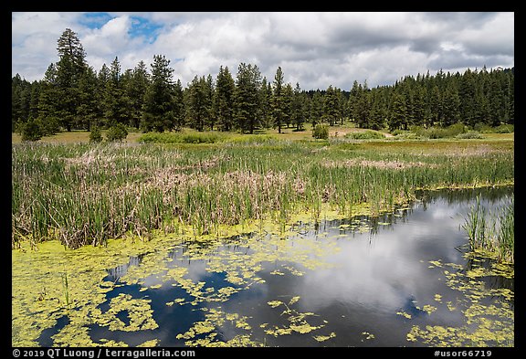 Wetlands near Little Hyatt Reservoir. Cascade Siskiyou National Monument, Oregon, USA (color)