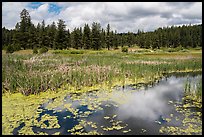 Wetlands near Little Hyatt Reservoir. Cascade Siskiyou National Monument, Oregon, USA ( color)