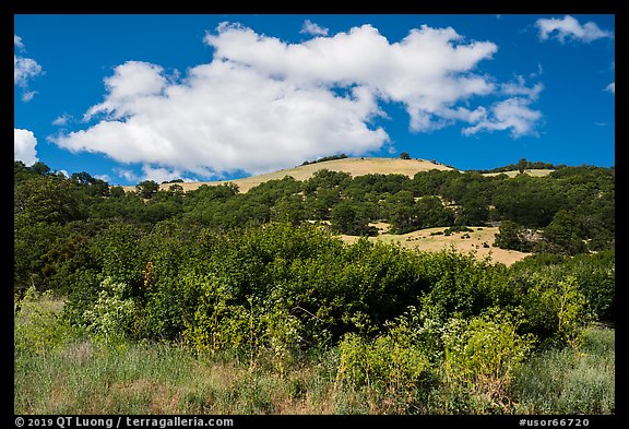 Hillside with oak woodland. Cascade Siskiyou National Monument, Oregon, USA (color)