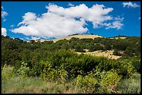 Hillside with oak woodland. Cascade Siskiyou National Monument, Oregon, USA ( color)