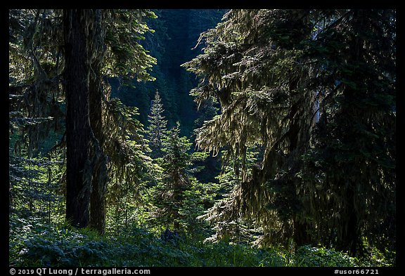 Backlit lush forest near Grizzly Peak. Cascade Siskiyou National Monument, Oregon, USA (color)