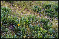 Detail of wildflower meadow near Grizzly Peak. Cascade Siskiyou National Monument, Oregon, USA ( color)