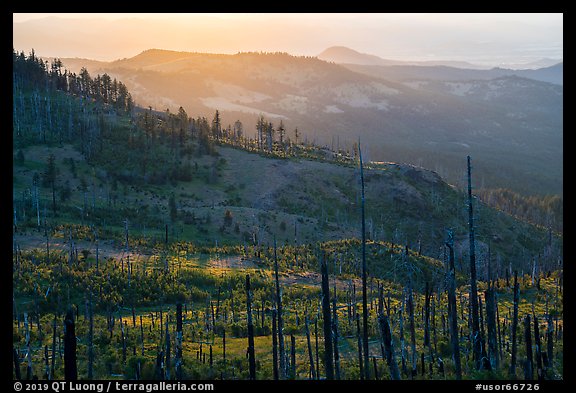 Burned forest near Grizzly Peak. Cascade Siskiyou National Monument, Oregon, USA