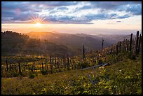 Sun setting over Burned forest, Grizzly Peak. Cascade Siskiyou National Monument, Oregon, USA ( color)