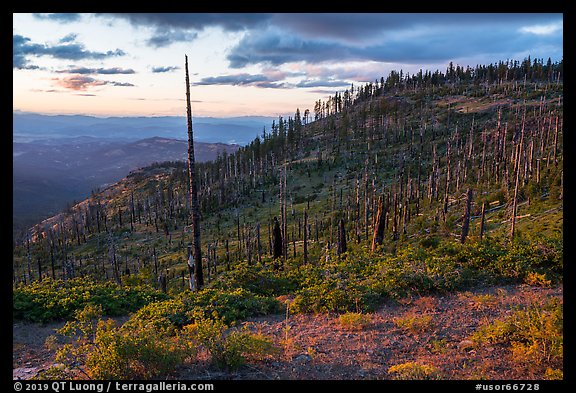 Hillside with burned trees, Grizzly Peak. Cascade Siskiyou National Monument, Oregon, USA (color)