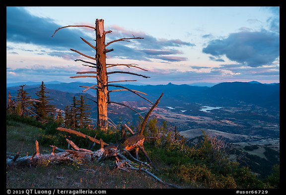 Last light on dead tree, with distant Pilot Rock, Grizzly Peak. Cascade Siskiyou National Monument, Oregon, USA (color)
