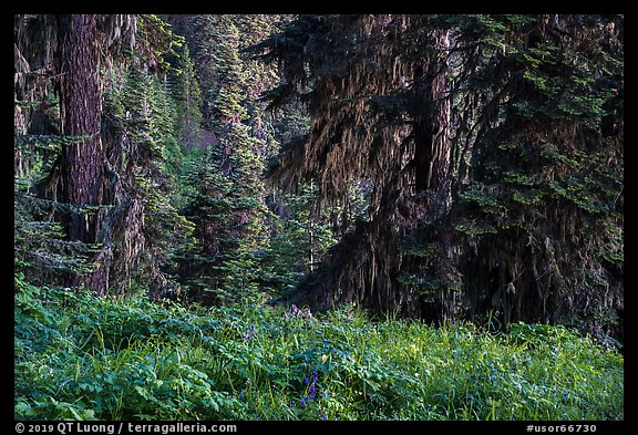 Wildflowers in lush forest near Grizzly Peak. Cascade Siskiyou National Monument, Oregon, USA (color)