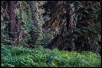 Wildflowers in lush forest near Grizzly Peak. Cascade Siskiyou National Monument, Oregon, USA ( color)