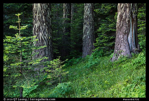 Tree trunks in summer. Cascade Siskiyou National Monument, Oregon, USA (color)