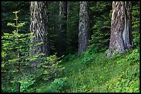 Tree trunks in summer. Cascade Siskiyou National Monument, Oregon, USA ( color)