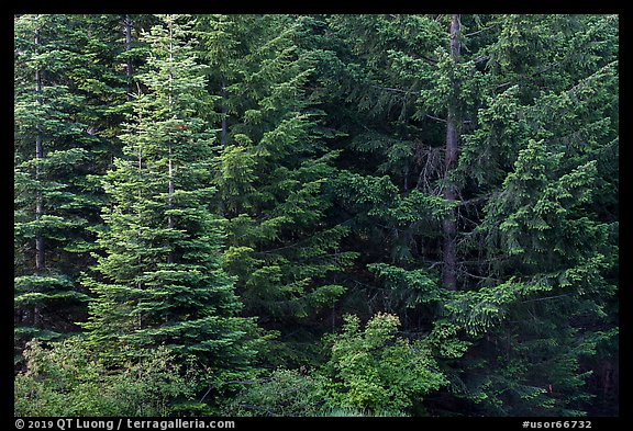 Close-up of dark conifer forest. Cascade Siskiyou National Monument, Oregon, USA (color)