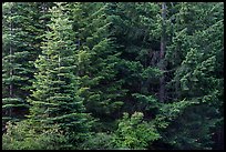 Close-up of dark conifer forest. Cascade Siskiyou National Monument, Oregon, USA ( color)