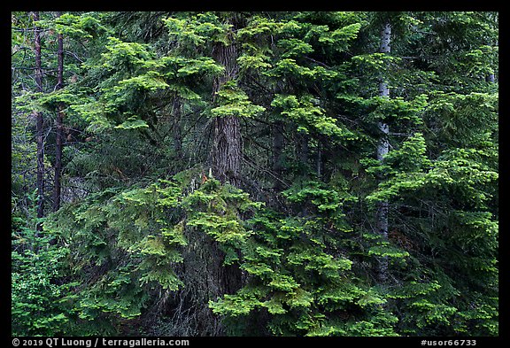 Close-up of dense conifer forest. Cascade Siskiyou National Monument, Oregon, USA (color)