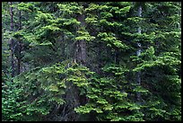 Close-up of dense conifer forest. Cascade Siskiyou National Monument, Oregon, USA ( color)