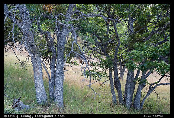 Oak woodland. Cascade Siskiyou National Monument, Oregon, USA (color)