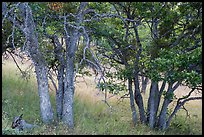 Oak woodland. Cascade Siskiyou National Monument, Oregon, USA ( color)