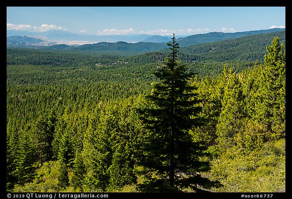 Fir in shadow and mixed conifer forest, Surveyor Mountains. Cascade Siskiyou National Monument, Oregon, USA (color)