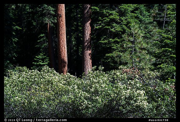 Shrubs in bloom and tree trunks, Surveyor Mountains. Cascade Siskiyou National Monument, Oregon, USA (color)