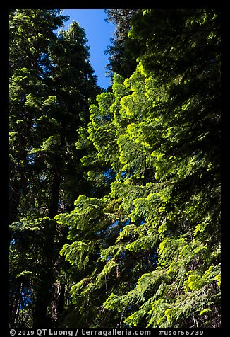 Looking up pine trees with light green needles, Surveyor Mountains. Cascade Siskiyou National Monument, Oregon, USA (color)