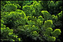 Close up of light green pine tree needles from below, Surveyor Mountains. Cascade Siskiyou National Monument, Oregon, USA ( color)