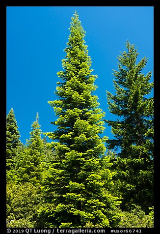 Fir tree with light green needles, Surveyor Mountains. Cascade Siskiyou National Monument, Oregon, USA (color)