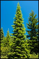 Fir tree with light green needles, Surveyor Mountains. Cascade Siskiyou National Monument, Oregon, USA ( color)