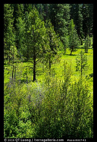 Ponderosa Pines in meadow. Cascade Siskiyou National Monument, Oregon, USA (color)
