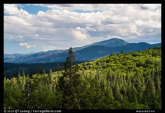 Mixed conifer forest near Mt Ashland. Cascade Siskiyou National Monument, Oregon, USA (color)