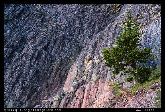 Columnar Basalt and tree, Pilot Rock. Cascade Siskiyou National Monument, Oregon, USA (color)