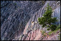 Columnar Basalt and tree, Pilot Rock. Cascade Siskiyou National Monument, Oregon, USA ( color)