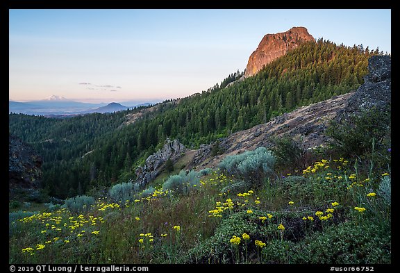 Wildflowers at the Saddle, Pilot Rock, Mt Shasta, sunrise. Cascade Siskiyou National Monument, Oregon, USA (color)