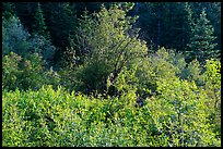 Shurbs in early summer. Cascade Siskiyou National Monument, Oregon, USA ( color)