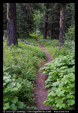 Pacific Crest Trail. Cascade Siskiyou National Monument, Oregon, USA (color)