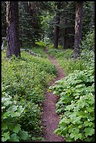 Pacific Crest Trail. Cascade Siskiyou National Monument, Oregon, USA ( color)