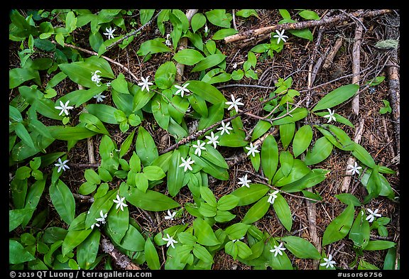 Close up of forest floor with white flowers. Cascade Siskiyou National Monument, Oregon, USA (color)