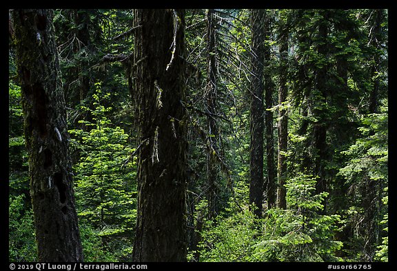 Lush sunny forest. Cascade Siskiyou National Monument, Oregon, USA (color)