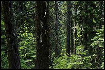Lush sunny forest. Cascade Siskiyou National Monument, Oregon, USA ( color)