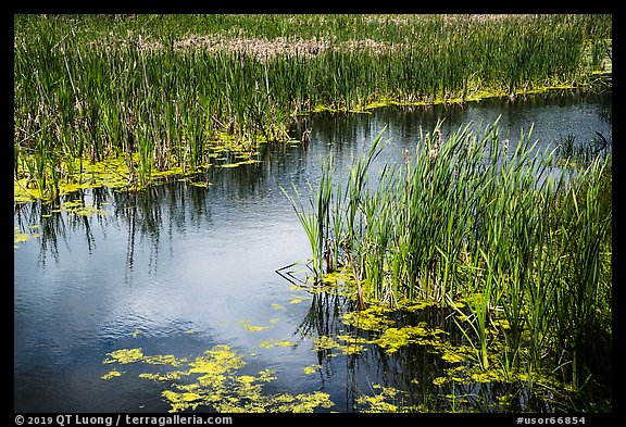 Catails and aquatic plants, Little Hyatt Reservoir. Cascade Siskiyou National Monument, Oregon, USA (color)