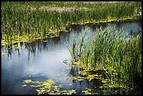 Catails and aquatic plants, Little Hyatt Reservoir. Cascade Siskiyou National Monument, Oregon, USA ( color)