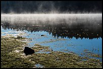 Fog and sunlight, Hyatt Lake. Cascade Siskiyou National Monument, Oregon, USA ( color)