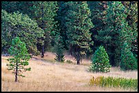Meadow and conifers, Green Springs Mountain. Cascade Siskiyou National Monument, Oregon, USA ( color)
