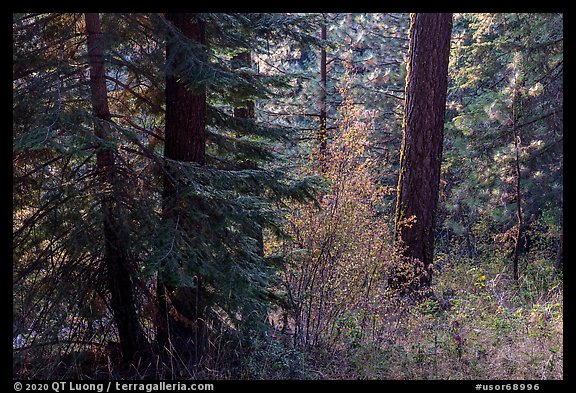 Understory plants with autumn foliage in Douglas fir forest, Green Springs Mountain. Cascade Siskiyou National Monument, Oregon, USA (color)