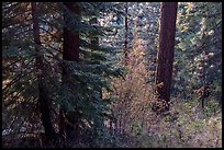 Understory plants with autumn foliage in Douglas fir forest, Green Springs Mountain. Cascade Siskiyou National Monument, Oregon, USA ( color)