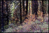 Forest in autumn, Green Springs Mountain. Cascade Siskiyou National Monument, Oregon, USA ( color)
