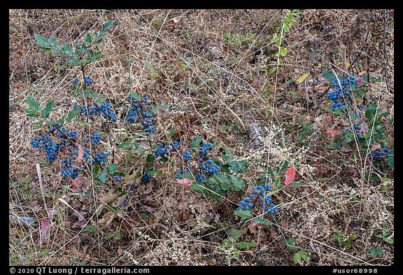 Close-up of grasses and Oregon Grapes. Cascade Siskiyou National Monument, Oregon, USA (color)